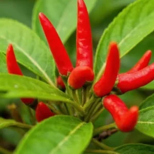 Cayenne Hot Pepper Live Plant - 2 Plants, 4 Inch Tall Pot - Spicy Chili - Image 6