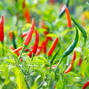 Cayenne Hot Pepper Live Plant - 2 Plants, 4 Inch Tall Pot - Spicy Chili - Image 7