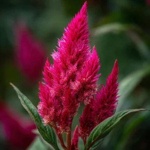 Celosia Plumosa Seeds - 25 Feathery Ornamental Flower Seeds, Vibrant Mix - Image 2