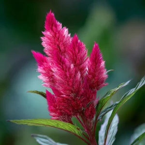 Celosia Plumosa Seeds - 25 Feathery Ornamental Flower Seeds, Vibrant Mix - Image 3