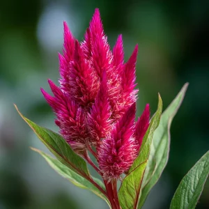 Celosia Plumosa Seeds - 25 Feathery Ornamental Flower Seeds, Vibrant Mix - Image 5