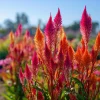 Celosia Plumosa Seeds - 25 Feathery Ornamental Flower Seeds, Vibrant Mix - Image 1