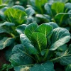 Champion Collard Seeds - 200 Heirloom Leafy Green Vegetable Seeds for Outdoor Gardening - Image 1
