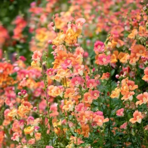 Chantilly Bronze Snapdragon Seeds - 30 Count for Elegant Gardens - Image 2