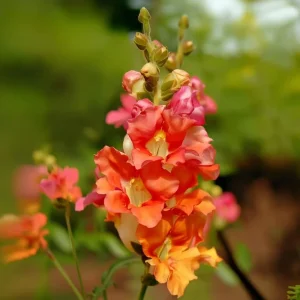 Chantilly Bronze Snapdragon Seeds - 30 Count for Elegant Gardens - Image 4