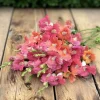 Chantilly Bronze Snapdragon Seeds - 30 Count for Elegant Gardens - Image 1