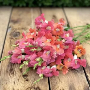 Chantilly Bronze Snapdragon Seeds - 30 Count for Elegant Gardens - Image 1