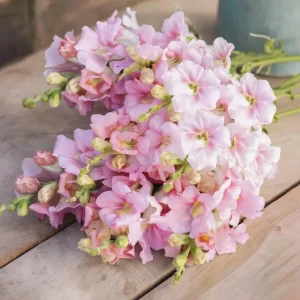 Chantilly Light Pink Snapdragon Seeds - 30 Seeds, Annual Flower, Outdoor - Image 2