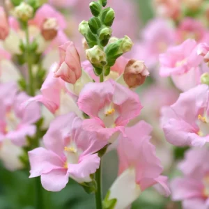Chantilly Light Pink Snapdragon Seeds - 30 Seeds, Annual Flower, Outdoor - Image 3