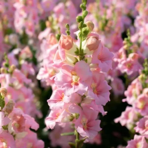 Chantilly Light Pink Snapdragon Seeds - 30 Seeds, Annual Flower, Outdoor - Image 4