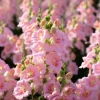 Chantilly Light Pink Snapdragon Seeds - 30 Seeds, Annual Flower, Outdoor - Image 1