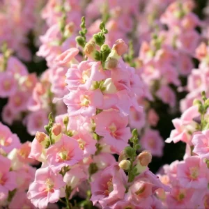 Chantilly Light Pink Snapdragon Seeds - 30 Seeds, Annual Flower, Outdoor - Image 1