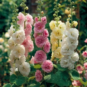 Chaters Double Hollyhock Seeds - Tall Vibrant Blooms, Alcea Rosea, 50 Seeds - Image 2
