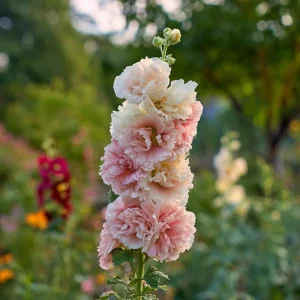 Chaters Double Hollyhock Seeds - Tall Vibrant Blooms, Alcea Rosea, 50 Seeds - Image 3