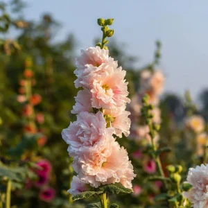 Chaters Double Hollyhock Seeds - Tall Vibrant Blooms, Alcea Rosea, 50 Seeds - Image 4