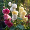 Chaters Double Hollyhock Seeds - Tall Vibrant Blooms, Alcea Rosea, 50 Seeds - Image 1