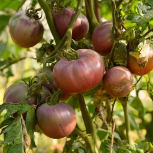 Cherokee Purple Tomato Seeds - Heirloom, Smoky-Sweet Flavor, 60 Seeds - Image 2