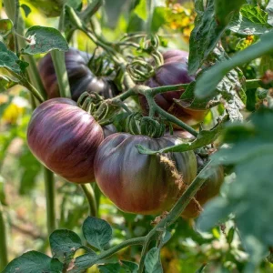 Cherokee Purple Tomato Seeds - Heirloom, Smoky-Sweet Flavor, 60 Seeds - Image 3