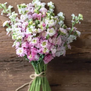 Cherry Blossom Stock Flower Seeds - 50 Seeds, Fragrant Pink & White Blooms, Annual - Image 2