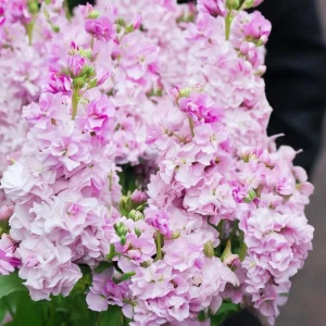 Cherry Blossom Stock Flower Seeds - 50 Seeds, Fragrant Pink & White Blooms, Annual - Image 4