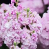 Cherry Blossom Stock Flower Seeds - 50 Seeds, Fragrant Pink & White Blooms, Annual - Image 1