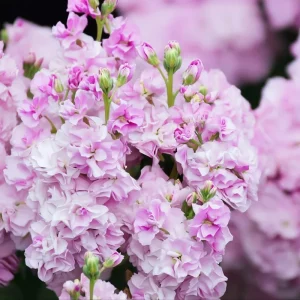 Cherry Blossom Stock Flower Seeds - 50 Seeds, Fragrant Pink & White Blooms, Annual - Image 1
