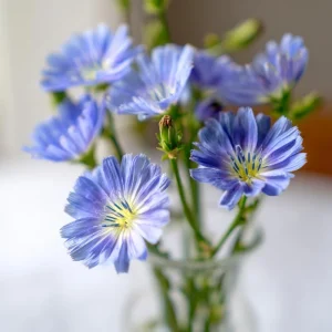 Chicory Seeds – 200 Seeds, Bright Blue Blooms, Edible Leaves, Pollinator Friendly - Image 2