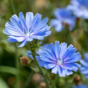 Chicory Seeds – 200 Seeds, Bright Blue Blooms, Edible Leaves, Pollinator Friendly - Image 4