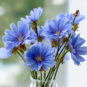Chicory Seeds – 200 Seeds, Bright Blue Blooms, Edible Leaves, Pollinator Friendly - Image 5