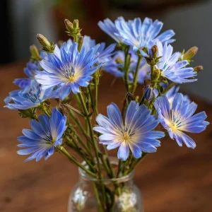Chicory Seeds – 200 Seeds, Bright Blue Blooms, Edible Leaves, Pollinator Friendly - Image 6