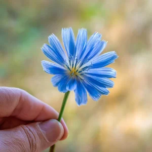 Chicory Seeds – 200 Seeds, Bright Blue Blooms, Edible Leaves, Pollinator Friendly - Image 7