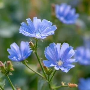 Chicory Seeds – 200 Seeds, Bright Blue Blooms, Edible Leaves, Pollinator Friendly - Image 8