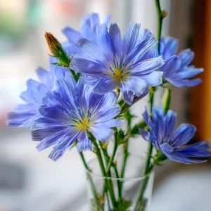 Chicory Seeds – 200 Seeds, Bright Blue Blooms, Edible Leaves, Pollinator Friendly - Image 1