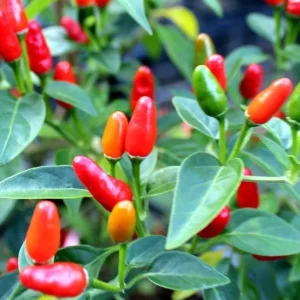 Chile Pequin Live Plant - Red Bird Pepper, 4 Inch Tall in Pot, Year-Round Harvest - Image 2