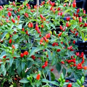 Chile Pequin Live Plant - Red Bird Pepper, 4 Inch Tall in Pot, Year-Round Harvest - Image 3