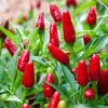 Chile Pequin Live Plant - Red Bird Pepper, 4 Inch Tall in Pot, Year-Round Harvest - Image 1