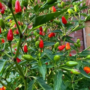 Chile Pequin Live Plant - Red Bird Pepper, 4 Inch Tall in Pot, Year-Round Harvest - Image 4