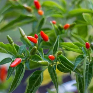 Chile Pequin Live Plant - Red Bird Pepper, 4 Inch Tall in Pot, Year-Round Harvest - Image 5