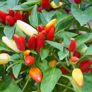 Chile Pequin Live Plant - Red Bird Pepper, 4 Inch Tall in Pot, Year-Round Harvest - Image 6