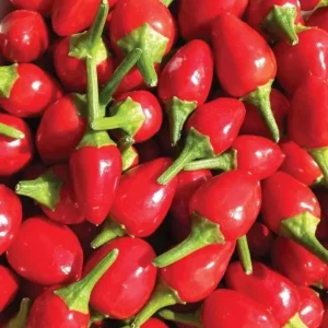 Chiltepin Pepper Live Plant - Red Hot Tepin Peppers, 4 Inch Tall in 4 Inch Pot, Outdoor Garden - Image 1