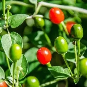 Chiltepin Pepper Live Plant - Red Hot Tepin Peppers, 4 Inch Tall in 4 Inch Pot, Outdoor Garden - Image 2
