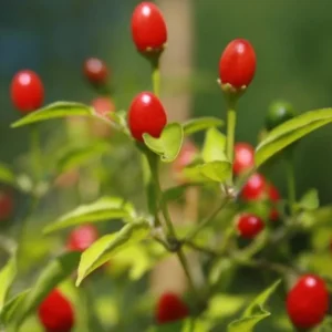 Chiltepin Pepper Live Plant - Red Hot Tepin Peppers, 4 Inch Tall in 4 Inch Pot, Outdoor Garden - Image 3