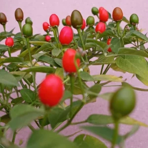 Chiltepin Pepper Live Plant - Red Hot Tepin Peppers, 4 Inch Tall in 4 Inch Pot, Outdoor Garden - Image 4