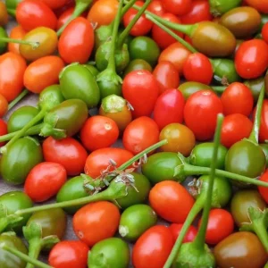 Chiltepin Pepper Live Plant - Red Hot Tepin Peppers, 4 Inch Tall in 4 Inch Pot, Outdoor Garden - Image 5