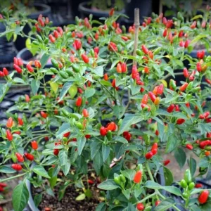 Chiltepin Pepper Live Plant - Red Hot Tepin Peppers, 4 Inch Tall in 4 Inch Pot, Outdoor Garden - Image 6
