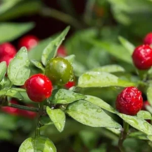 Chiltepin Pepper Live Plant - Red Hot Tepin Peppers, 4 Inch Tall in 4 Inch Pot, Outdoor Garden - Image 7