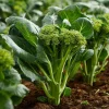 Chinese Broccoli Kailaan Seeds - 100 Count Fast-Growing Greens - Image 1