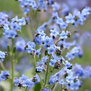 Chinese Forget Me Not Seeds - 100 Sky-Blue Annual Flower Seeds - Image 3