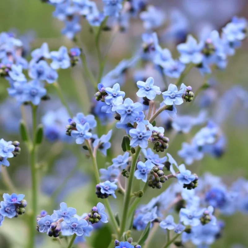 Chinese Forget Me Not Seeds - 100 Sky-Blue Annual Flower Seeds - Image 3