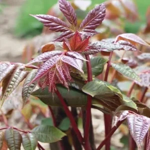 Chinese Toon Seeds - 20 Toona sinensis Edible Tree Seeds for Culinary Gardens - Image 2